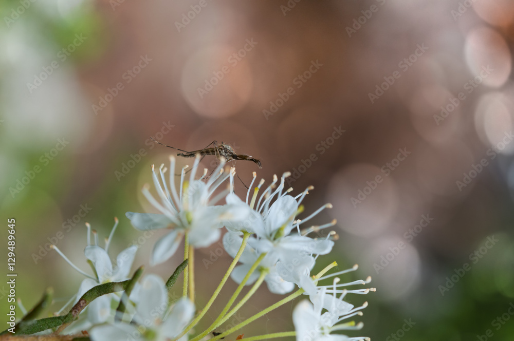 Mosquito on flowers of rosemary picture with  shallow depth of f