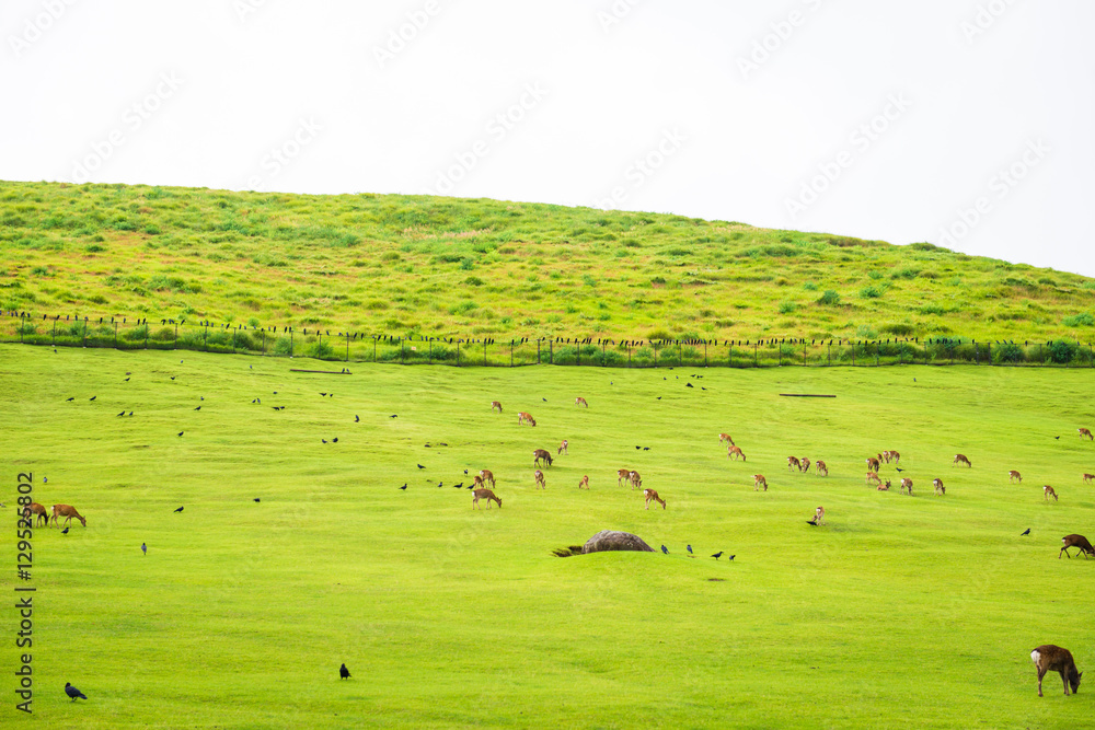 奈良鹿在日本奈良公园自由漫步，用于广告或其他用途