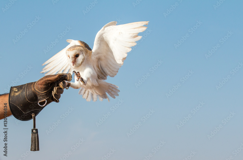 Portrait of a young female barn owl during a falconry training in Dubai, UAE.