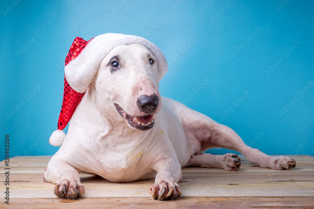White english bull Terrier in a Christmas hat on wooden floor st