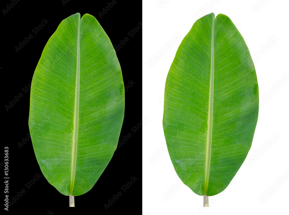 banana leaf isolated on white and black background, File contains a clipping path.