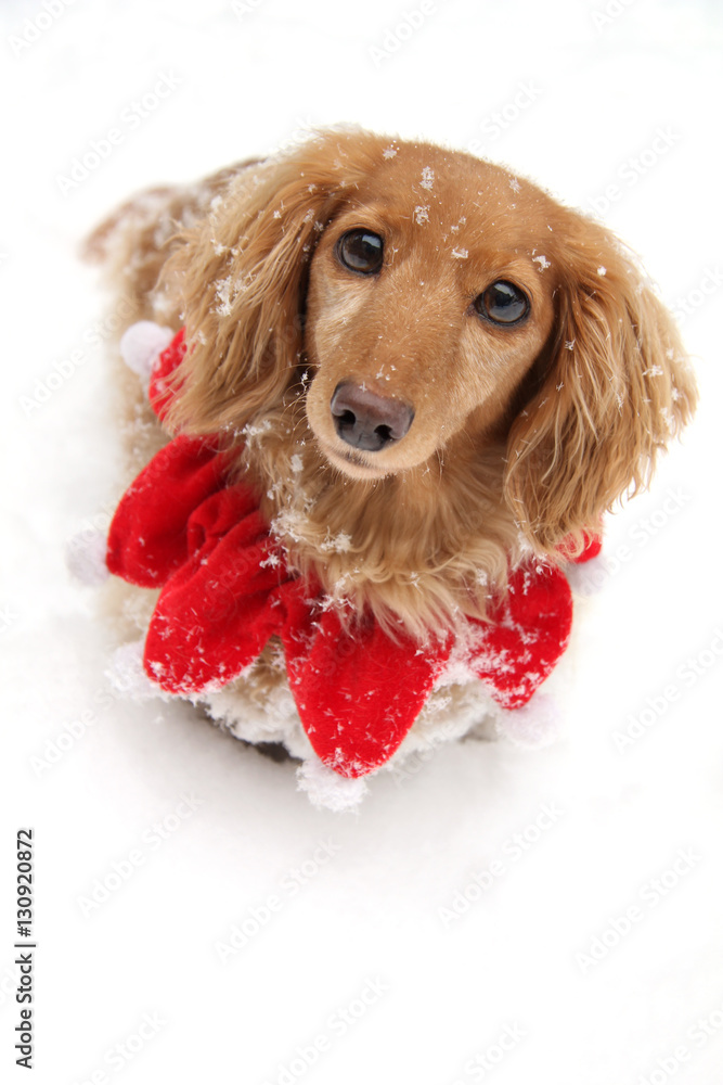Christmas snow dachshund