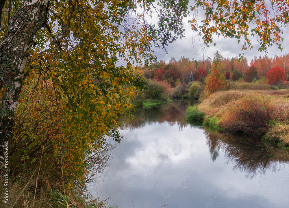 birch on foreground and autumn river in background