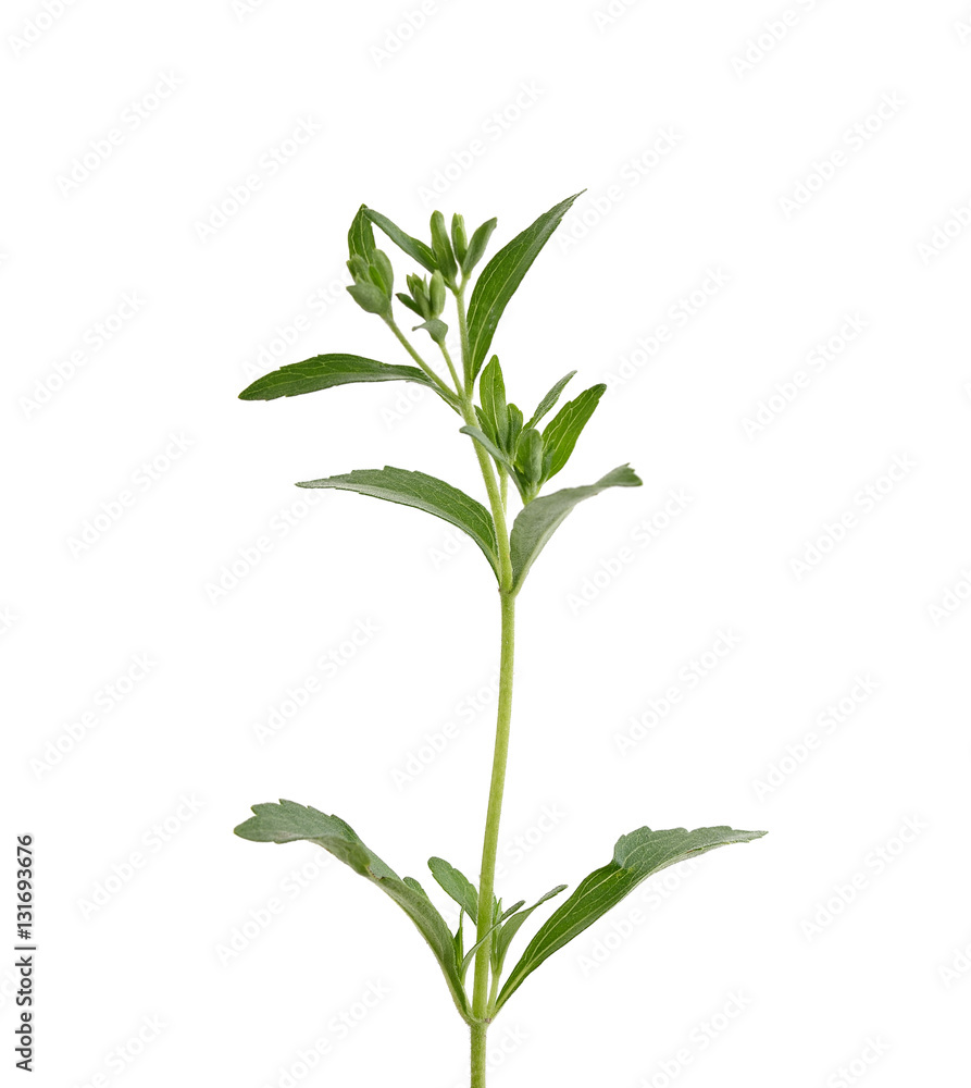 fresh green Stevia rebaudiana leaves on pure white background