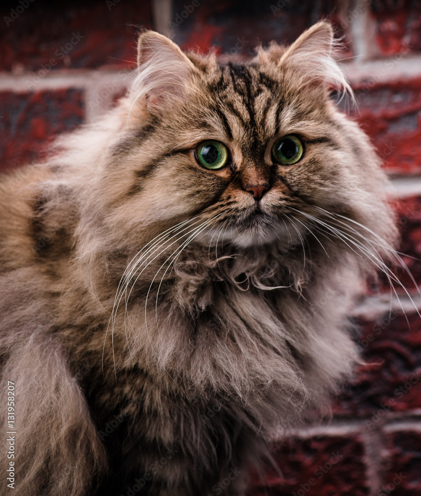 Persian cat with green eyes on brick wall background. Macro.