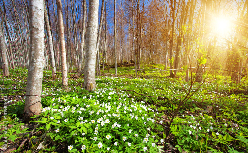 Wood with white spring flowers and sunrays. Forest landscape on sunny day