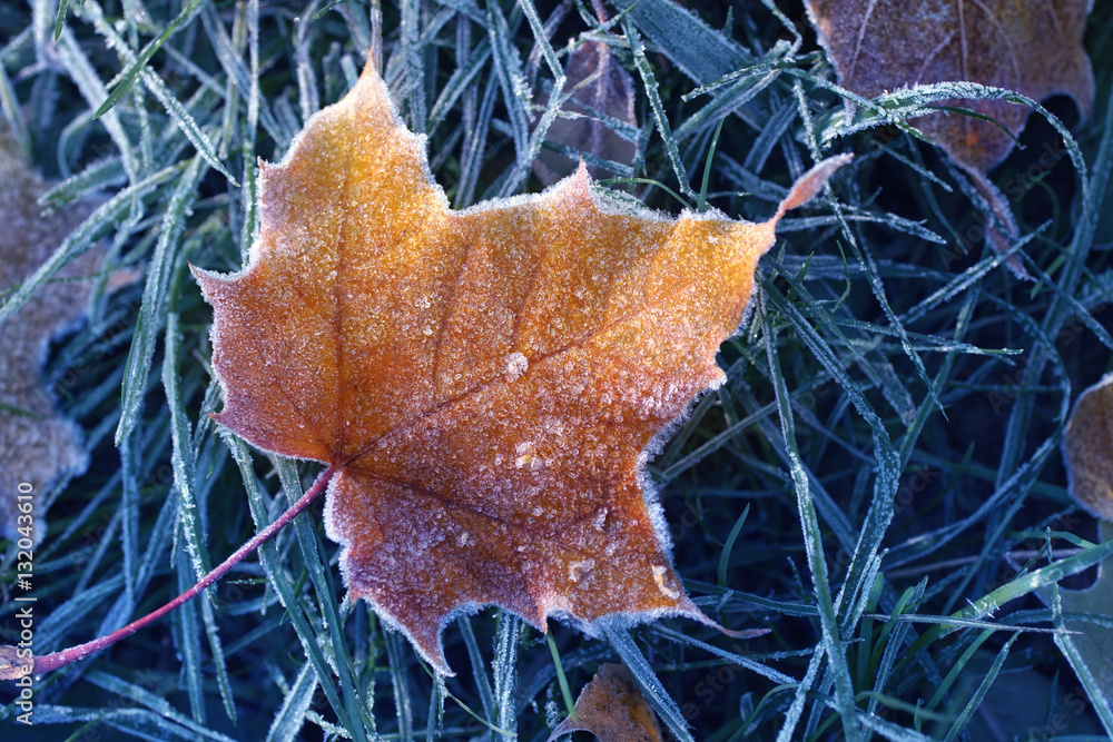 Frozen leaf in the grass outdoors in winter. Beautiful textured orange and brown leaves in frost in 