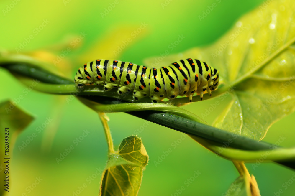 Beautiful striped green caterpillar Swallowtail butterfly on branch with green leaves on nature of s
