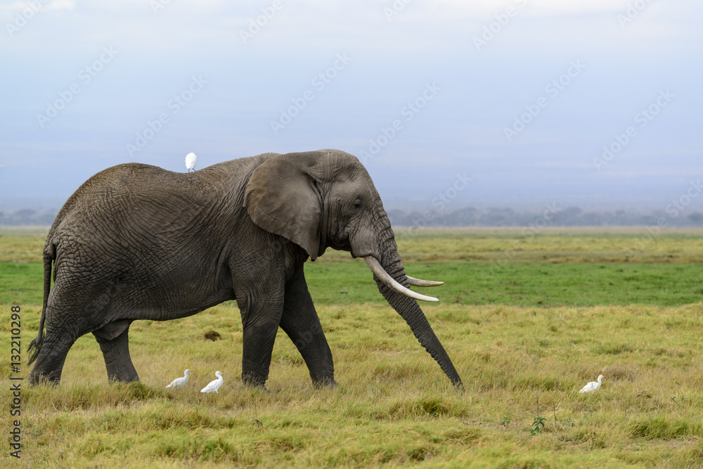 非洲灌木象或非洲象（Loxodonta africana）和牛白鹭（Bubulcus ibis）。Amb
