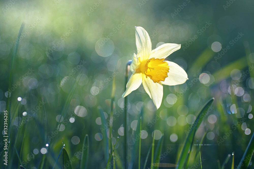 Beautiful big white narcissus flower in the grass in the sun shines in the morning in the spring sum