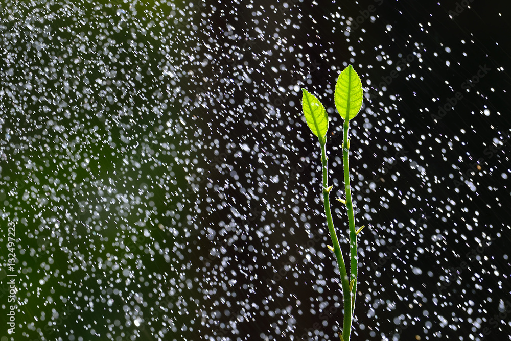 雨中长在地上的绿色幼苗