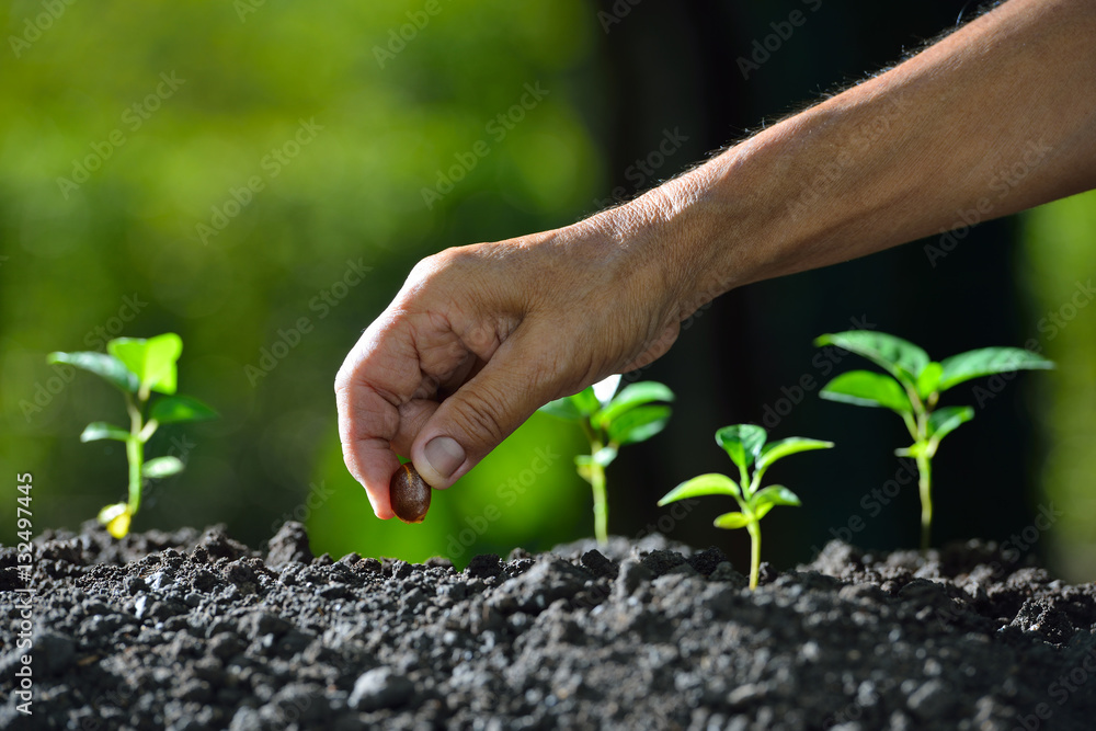 Farmers hand planting a seed in soil