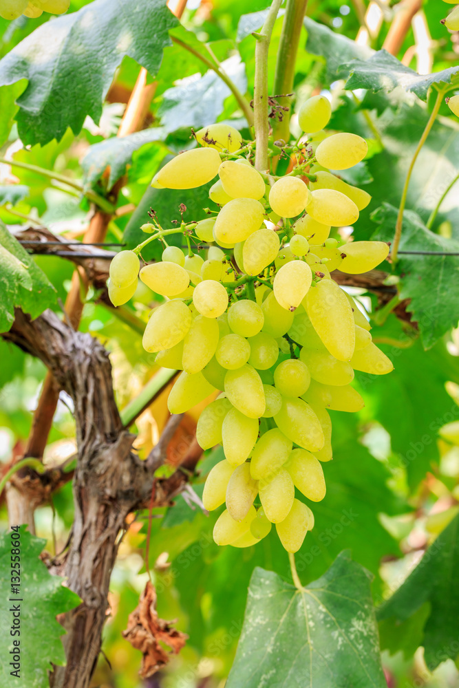 Vineyard ripe white grapes in autumn harvest season