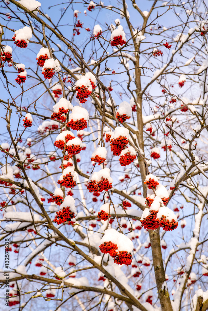雪下山灰的红色浆果簇