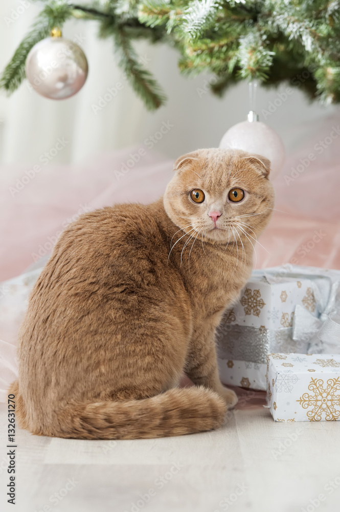 带圣诞树和礼物的猫