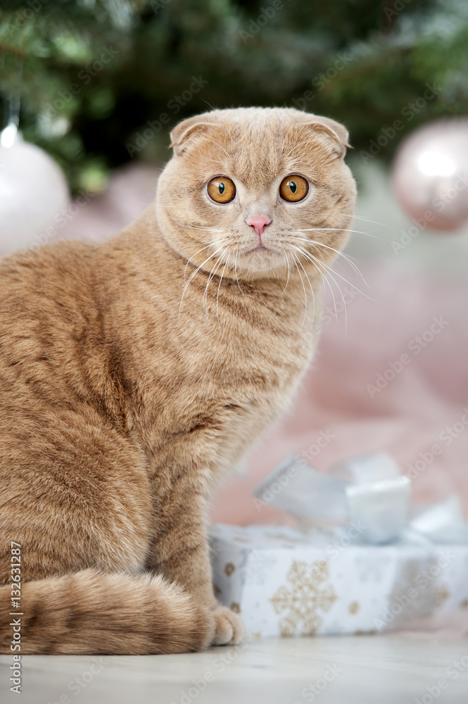 Cat with christmas tree and gift