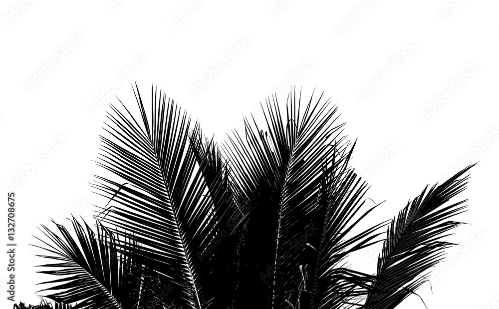 Abstract white and black coconut leaf on white background.