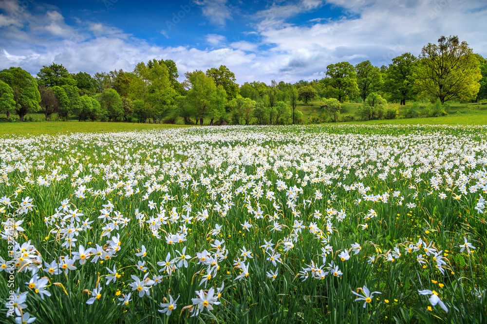 Amazing spring landscape and white daffodils flowers