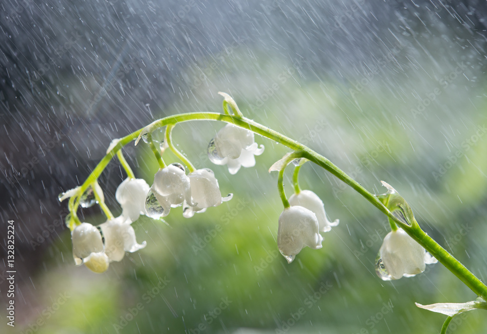 Blossoming lily of the valley in forest with rain a close up.