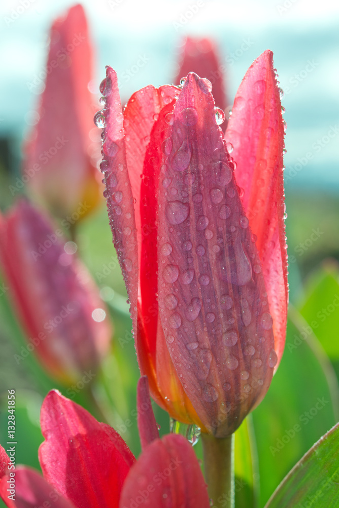 Bright pink tulip in dew drops close up against blossoming meado