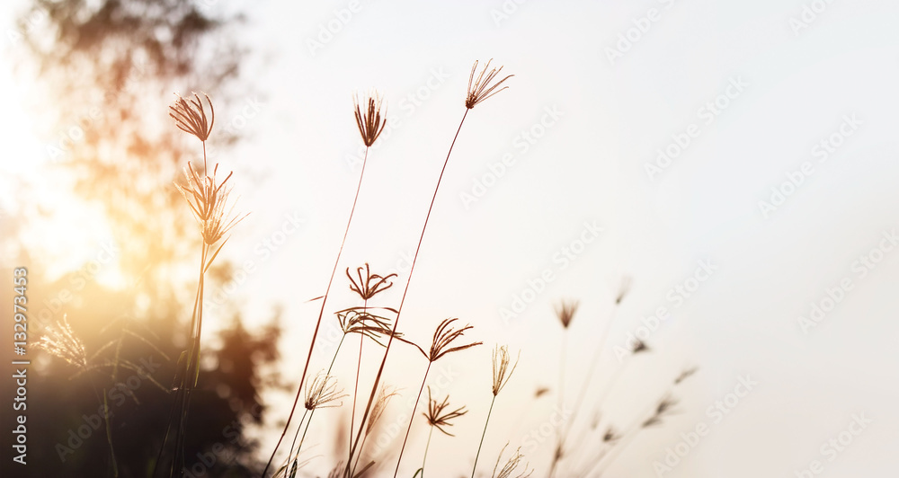 Grass meadow on sunset background
