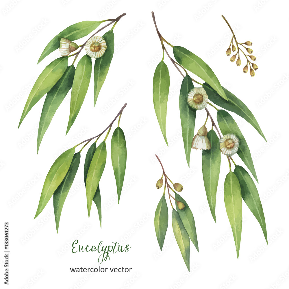Watercolor hand painted vector set with eucalyptus leaves and branches.