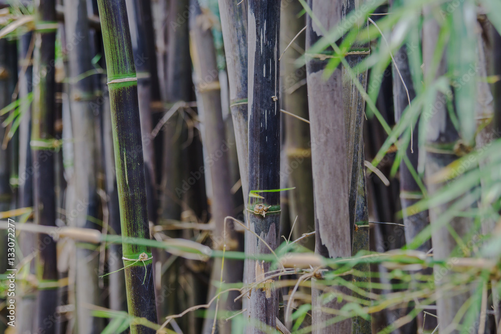 Back bamboo, bamboo species that are rare.