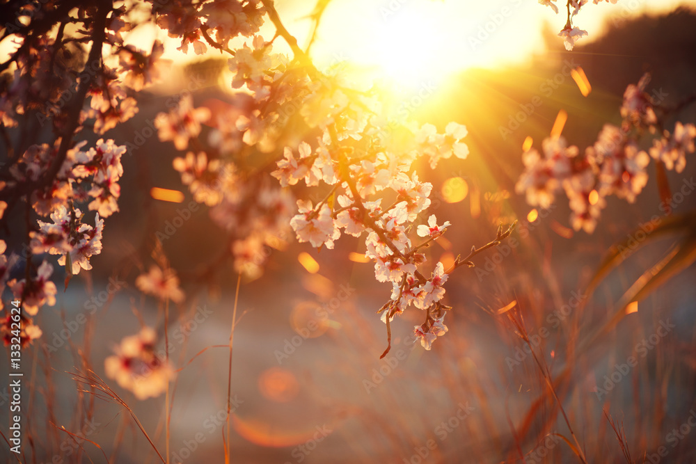 Spring blossom background. Beautiful nature scene with blooming tree and sun flare. Sunny day. Sprin