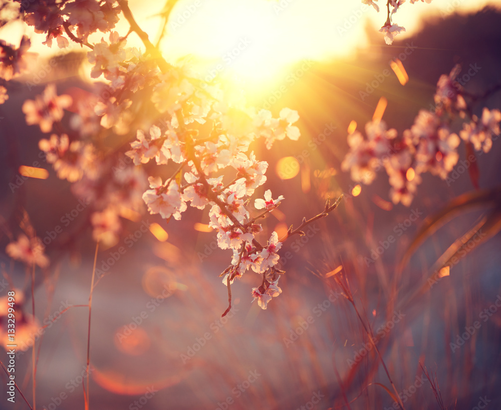 春天的花朵背景。美丽的自然景观，盛开的树木和阳光。阳光明媚。洒下