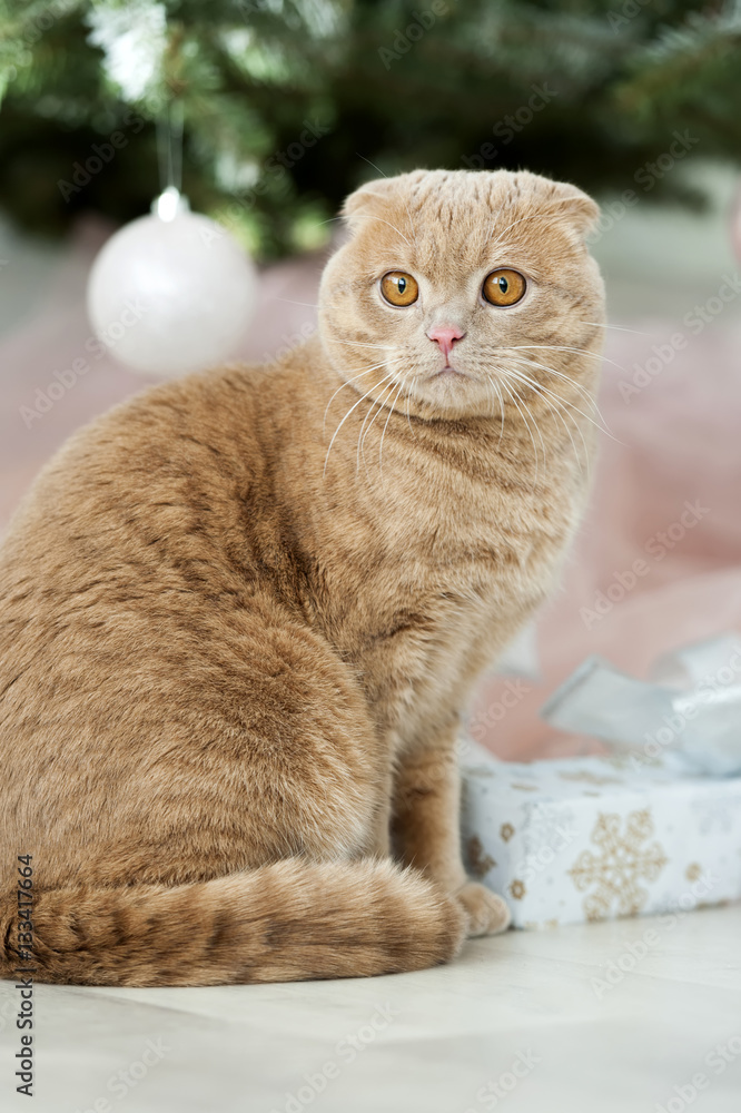 Cat with christmas tree and gift