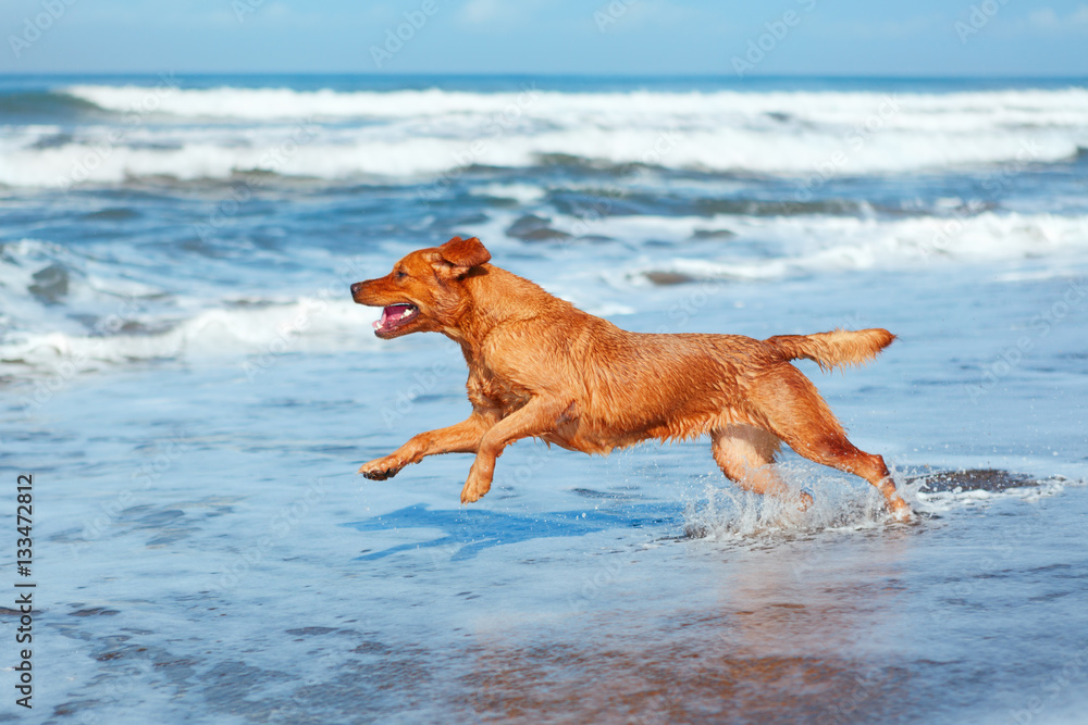 Photo of golden retriever walking on sand beach. Happy dog wet after swimming run with water splashe