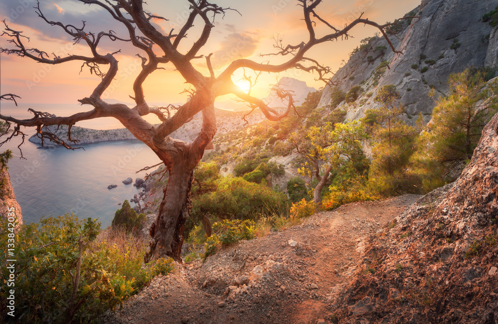 Tree on the mountain at sunrise. Colorful landscape with old tree, sea, trail, rocks and sunny sky w
