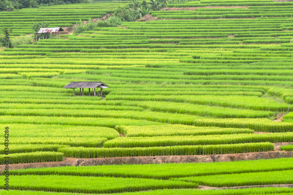 泰国北部的绿色梯田稻田