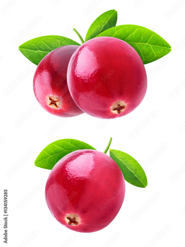 Isolated cranberries. Two images of cranberry fruits on a branch with leaves isolated on white backg