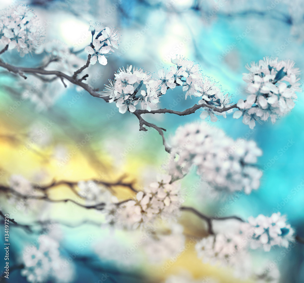 Branch cherry blossoms in spring outdoors with soft focus blue blurred beautiful bokeh close-up macr