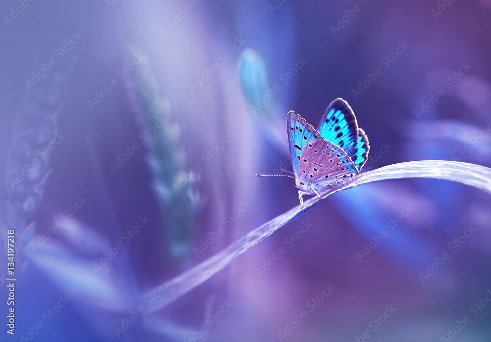 美丽的蓝色蝴蝶在大自然的草叶上，模糊的紫色背景上有柔和的焦点