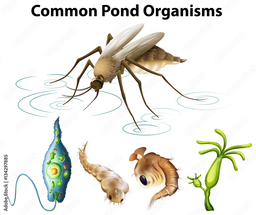 Common pond organisms diagram