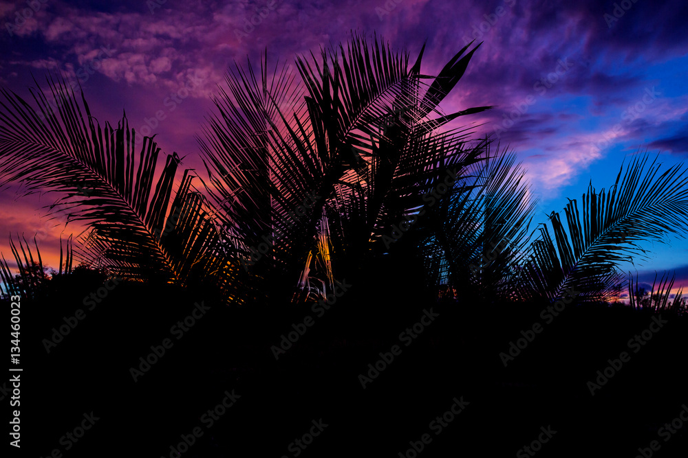 coconut palm leaf silhouette at sunset background