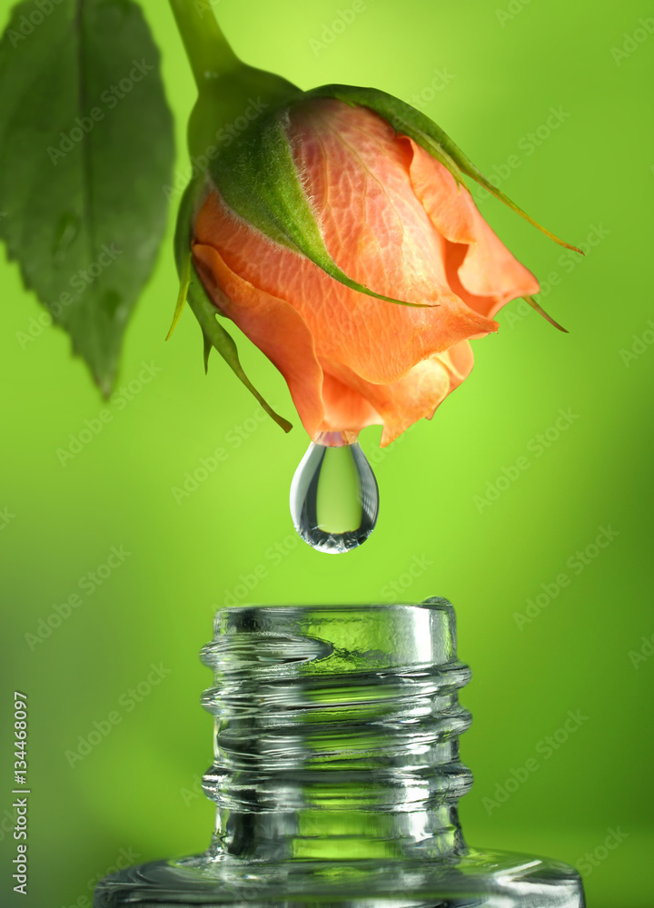Drop oil, perfume rose, fall in glass bottle with beautiful orange rose flower on a green background