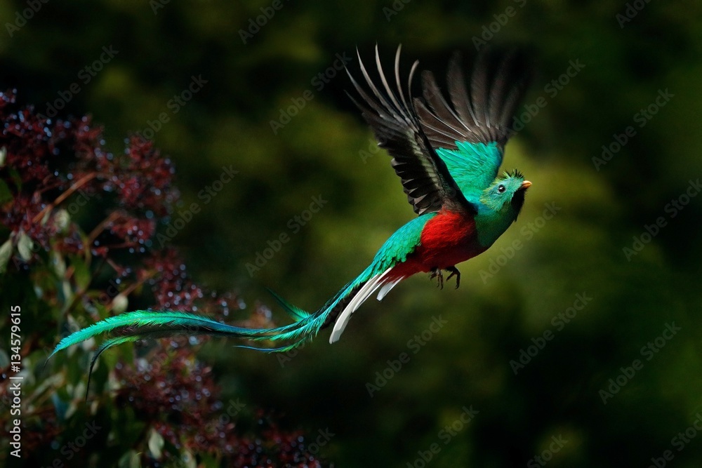Flying Resplendent Quetzal, Pharomachrus mocinno, Savegre in Costa Rica, with green forest backgroun