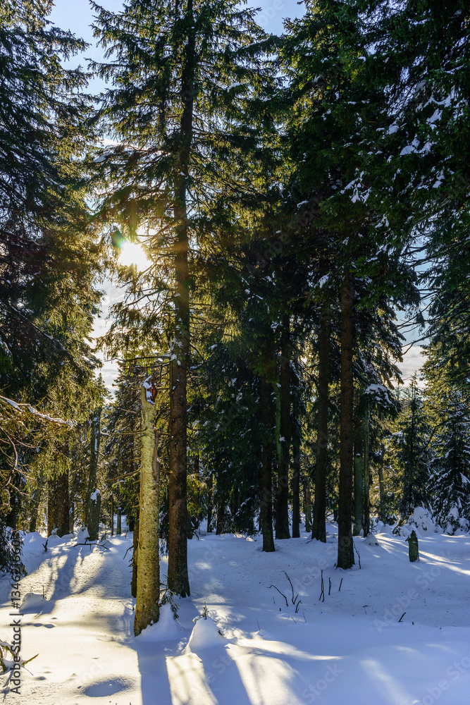 Zauberhafte Winterlandschaft, aufgenommen im Harz (Deutschland) 