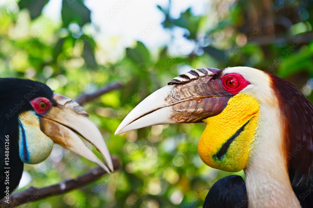 Portrait of Southeast Asian bar-pouched wreathed hornbills against jungle. Side view of wild wreathe