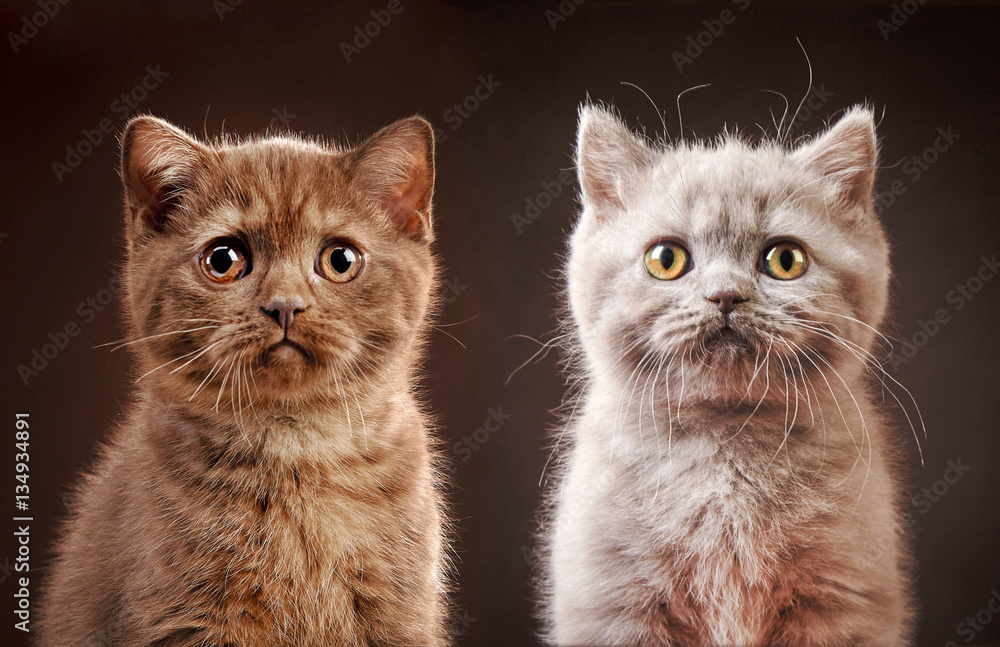 portrait of british kittens