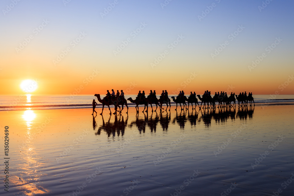 A line of Camels walk along Cable Beach in Broome, Western Australia, during sunset. Western Austral