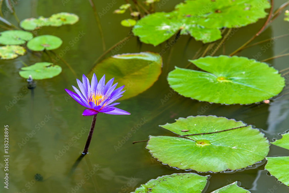 Water lilies in a pond, the city of Singapore