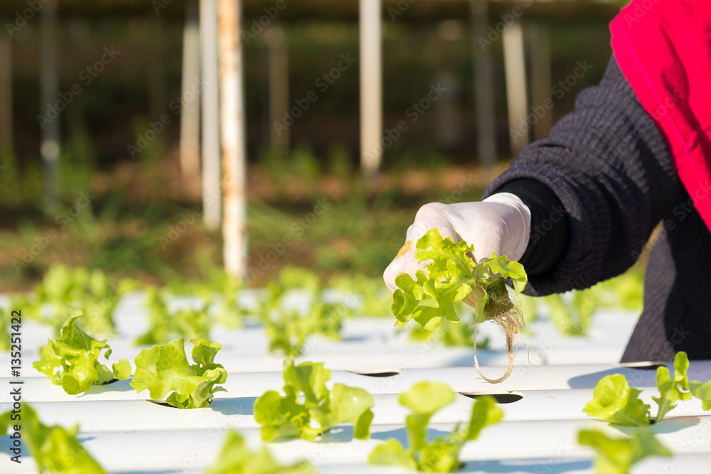 Vegetable hydroponic