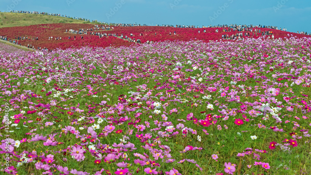 Kochia and flower field at Hitachi seaside park, Ibaraki, Japan.