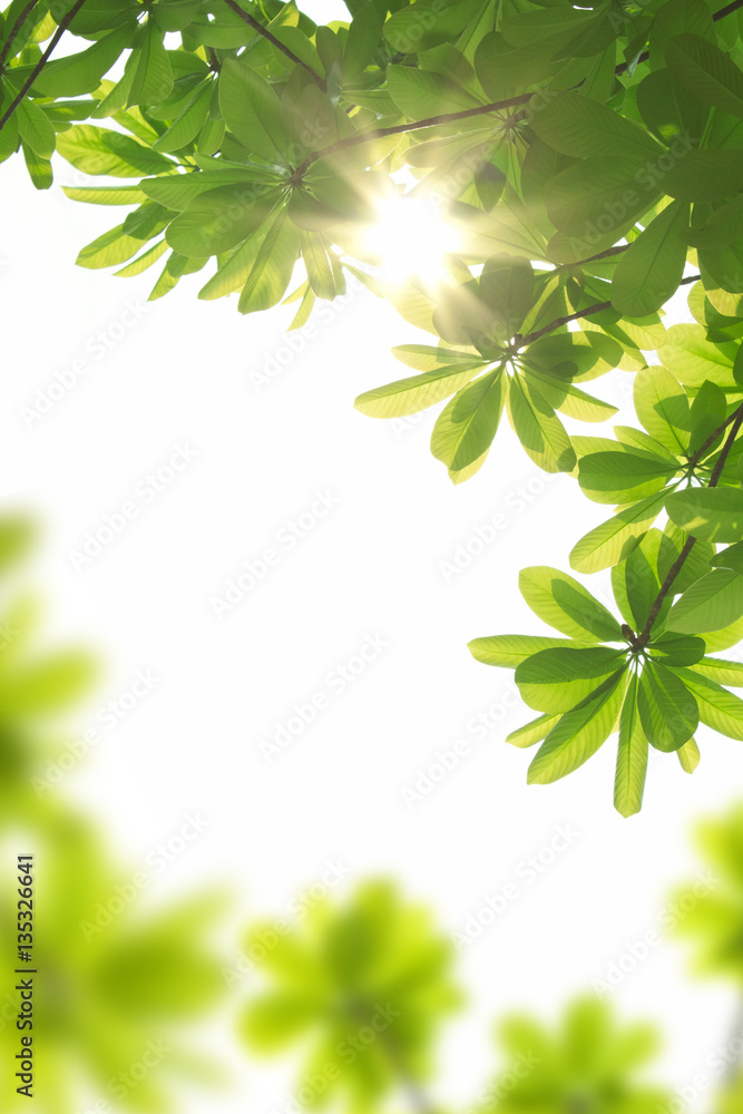 sun beams and green leaves, nature spring background