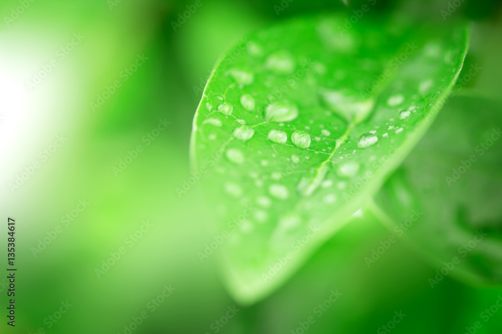 Close up fresh green leaf and water drop in nature