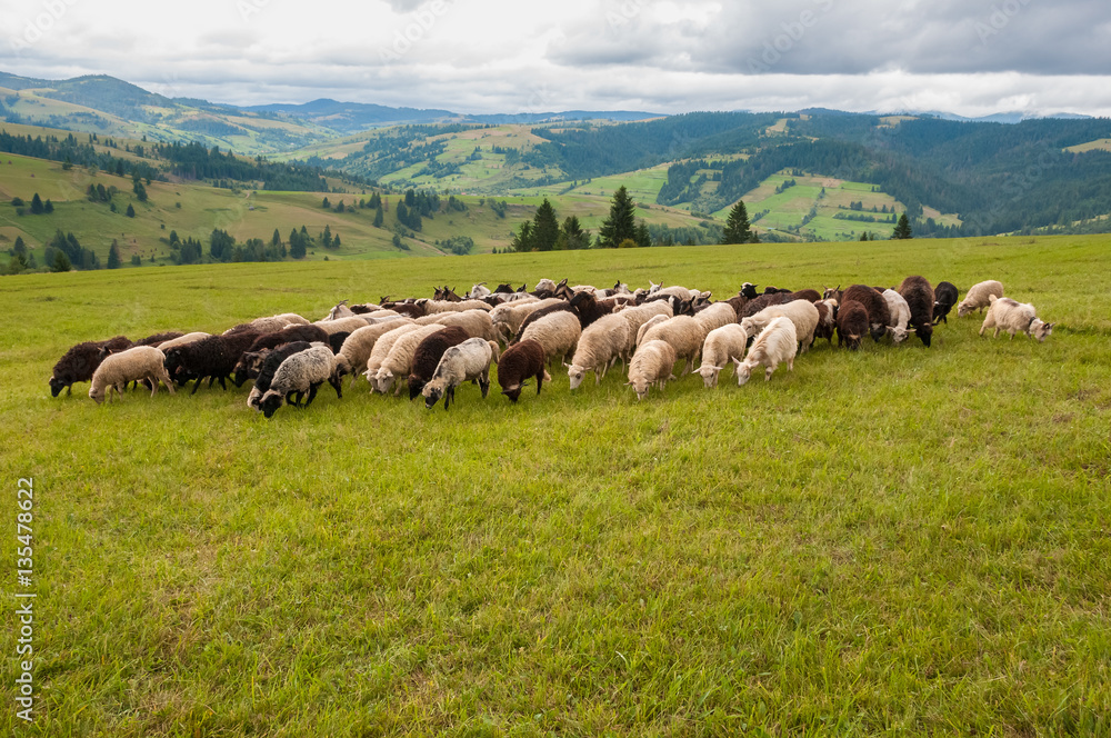 美丽的山地草地上的羊群